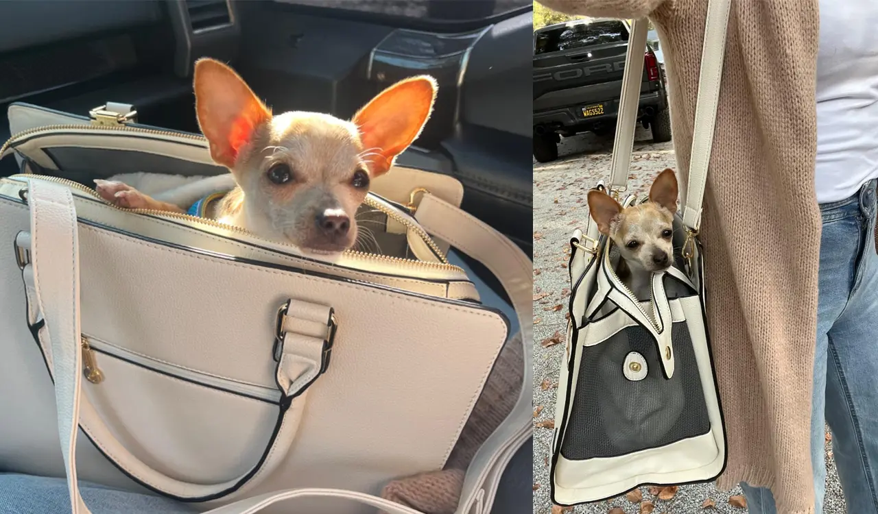 Pet Bag Design