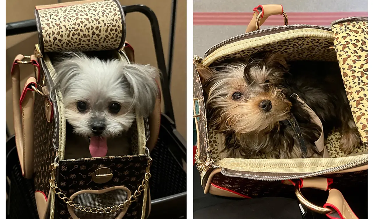 Pet Carrier Bag with Extra Pockets