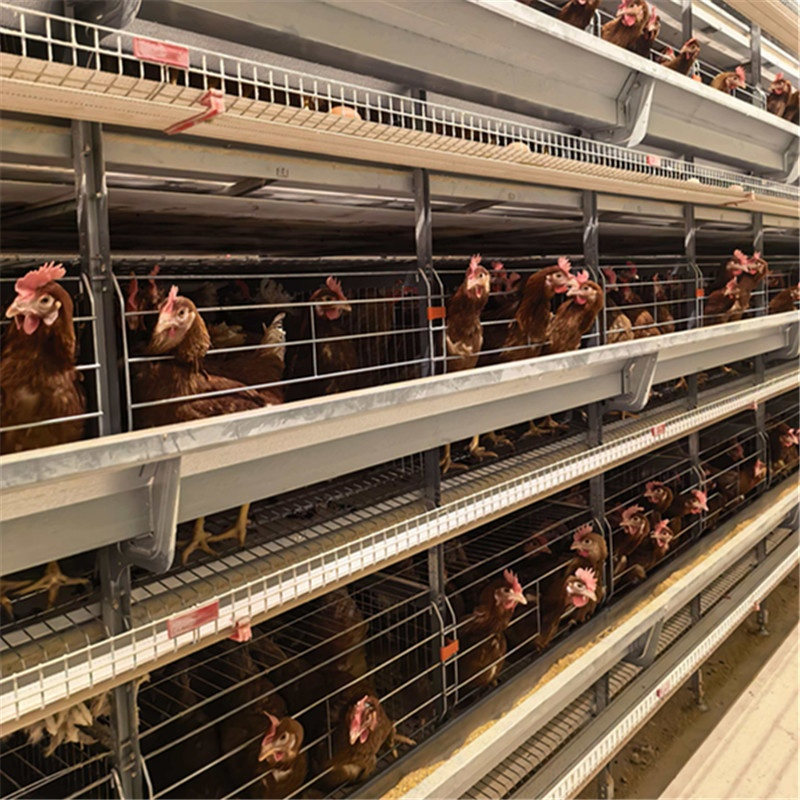 Manure Composting and Processing Systems Chicken Cage Equipment