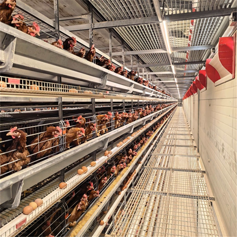 Manure Composting and Processing Systems Chicken Cage Equipment