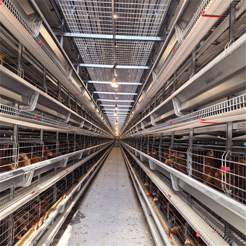 Manure Composting and Processing Systems Chicken Cage Equipment