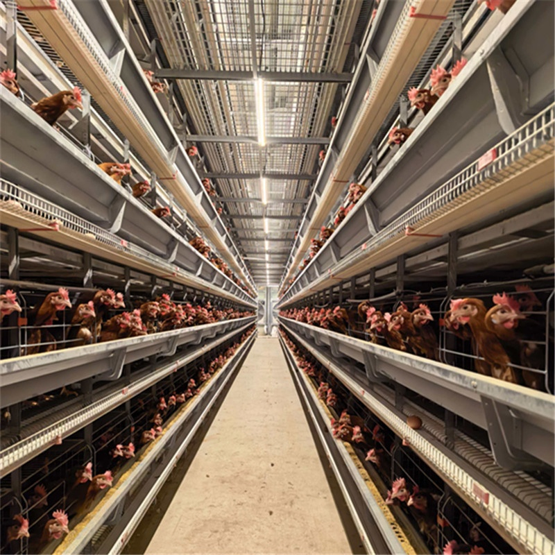 Manure Composting and Processing Systems Chicken Cage Equipment