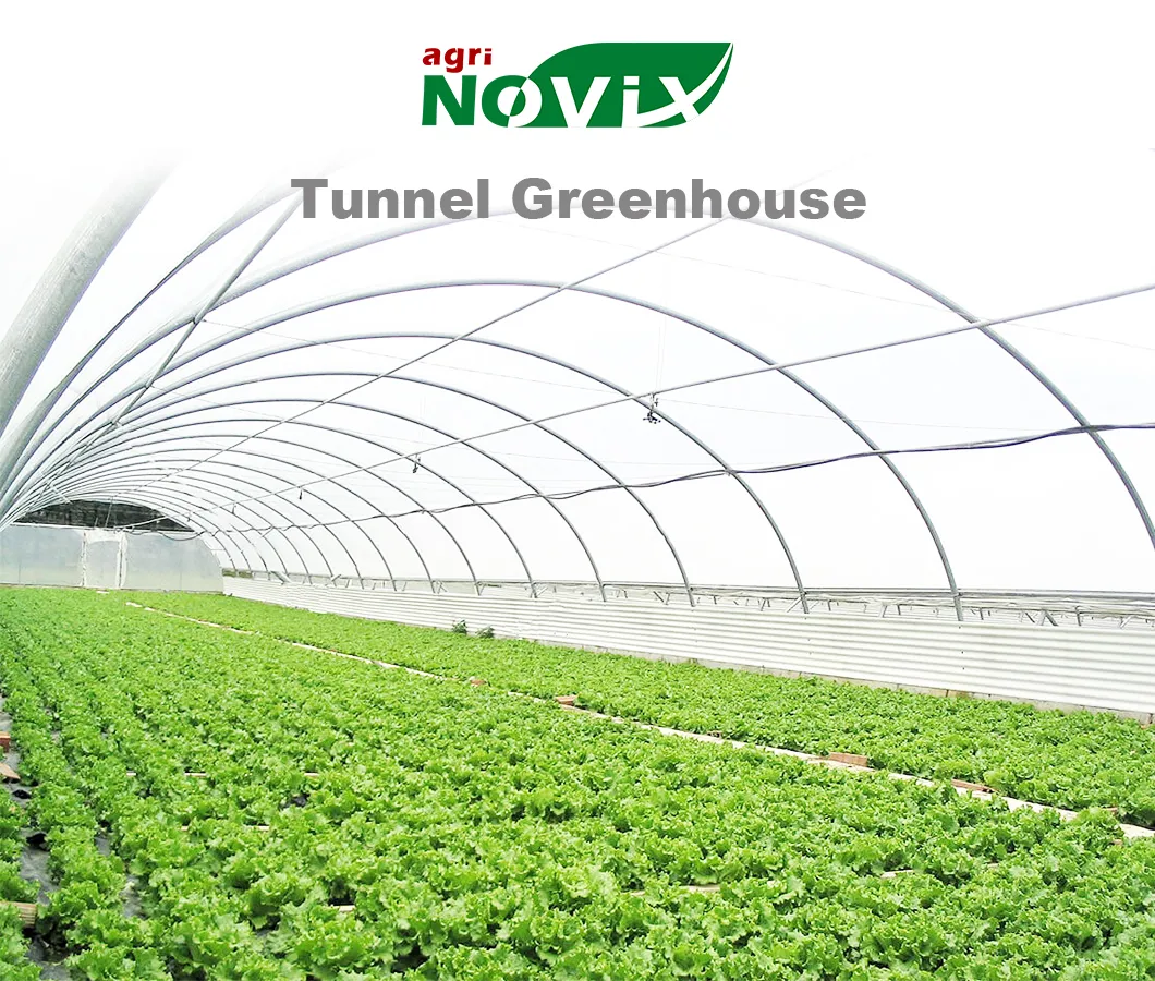 Single Span Film Greenhouse