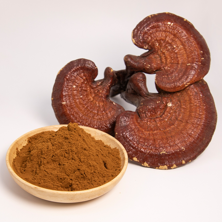 Extrato de Cogumelo Reishi de Alta Potência Melhorando a Imunidade e o Suporte Antioxidante