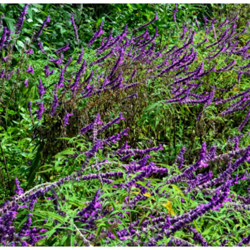 Pó de Extrato Herbal Natural Premium de Buddleja Lindleyana