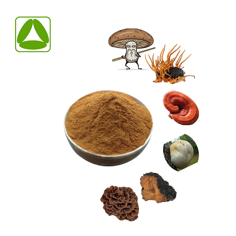 6 em 1 Mistura de Pó de Extrato de Cogumelo Lion's Mane, Reishi, Cordyceps, Chaga, Shiitake, Maitake Extract