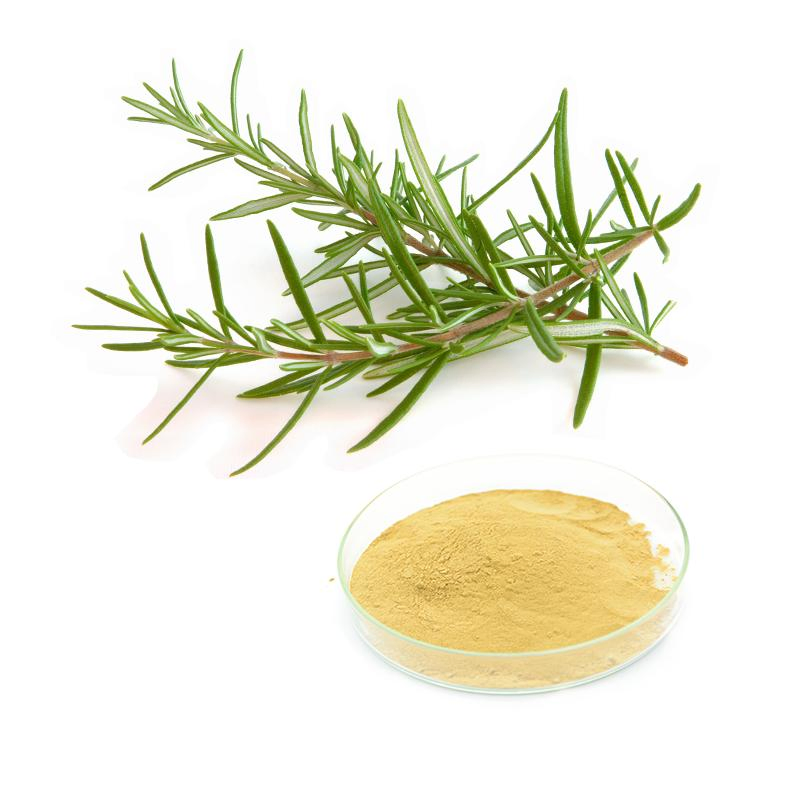 Benefícios do Extrato de Alecrim Folhas de Alecrim Sementes Oleorresina Extrato de Erva de Alecrim Conservantes HPLC para Cosméticos Ração para Cães Gatos