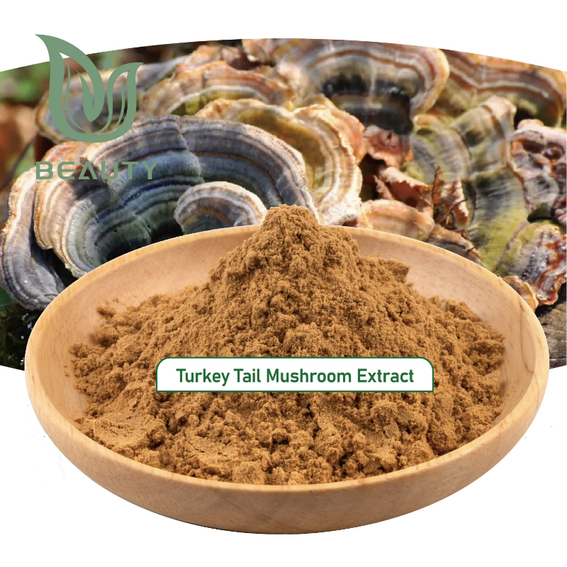 Extrato em Pó de Cogumelo Turkey Tail Orgânico 30% Polissacarídeos - Suporte Imunológico Certificado GMP a Granel