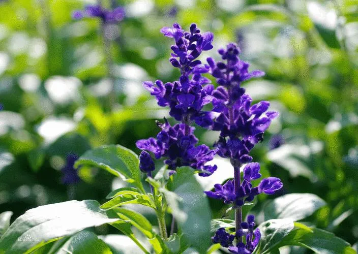 Extrato de Salvia 1