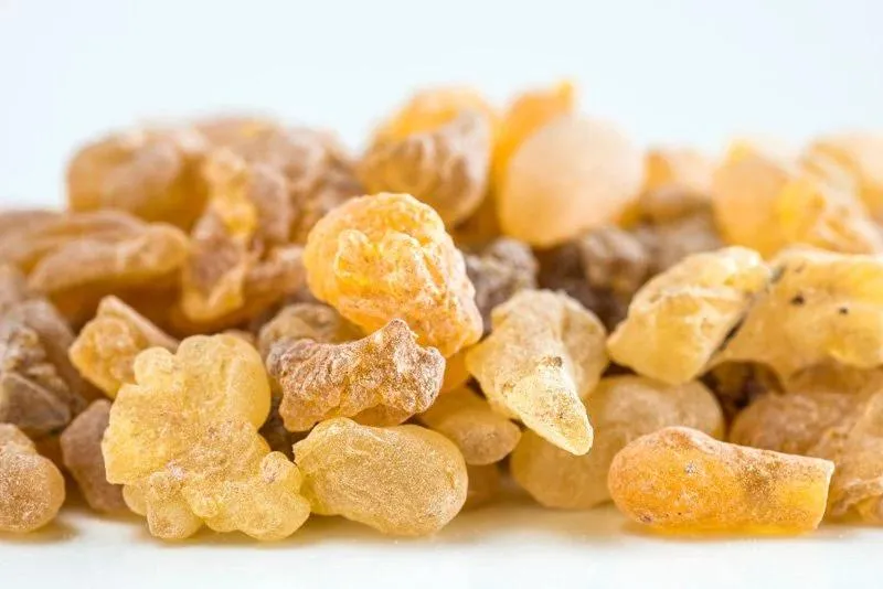 Boswellia Extrato 2