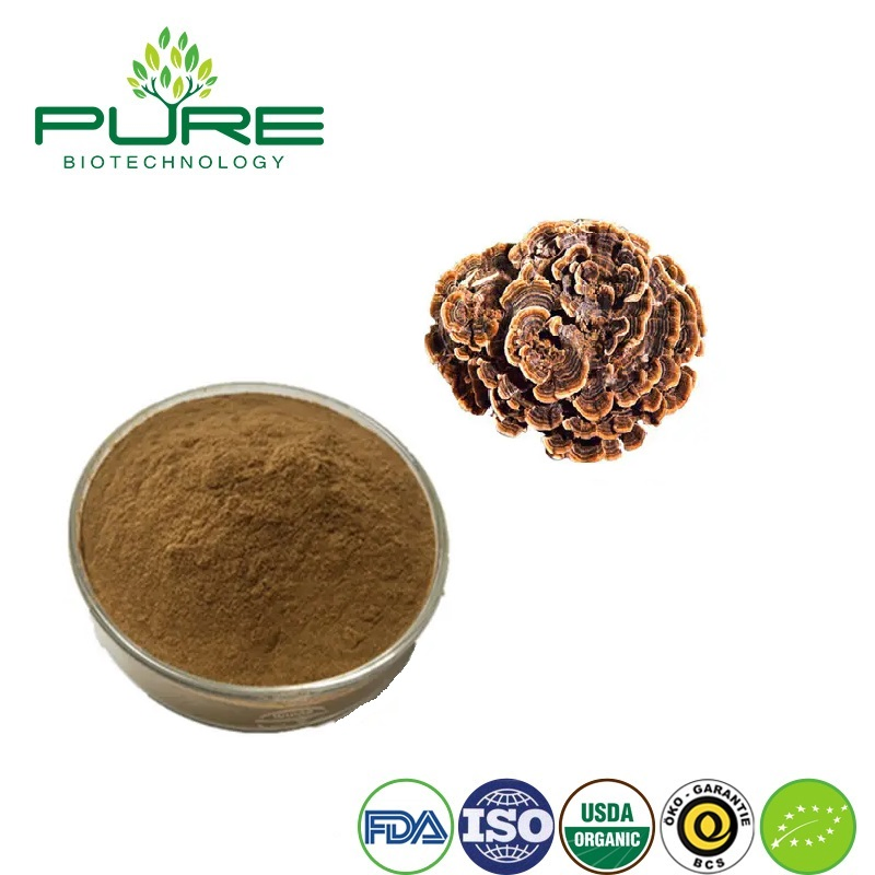 Extrato de Cogumelo Yunzhi Orgânico Premium para Benefícios de Saúde Aprimorados