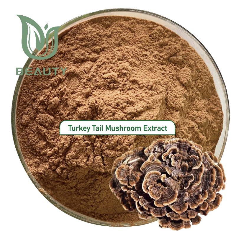 Extrato em Pó de Cogumelo Turkey Tail Orgânico 30% Polissacarídeos - Suporte Imunológico Certificado GMP a Granel