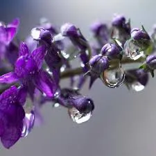 Aplicação Lavanda