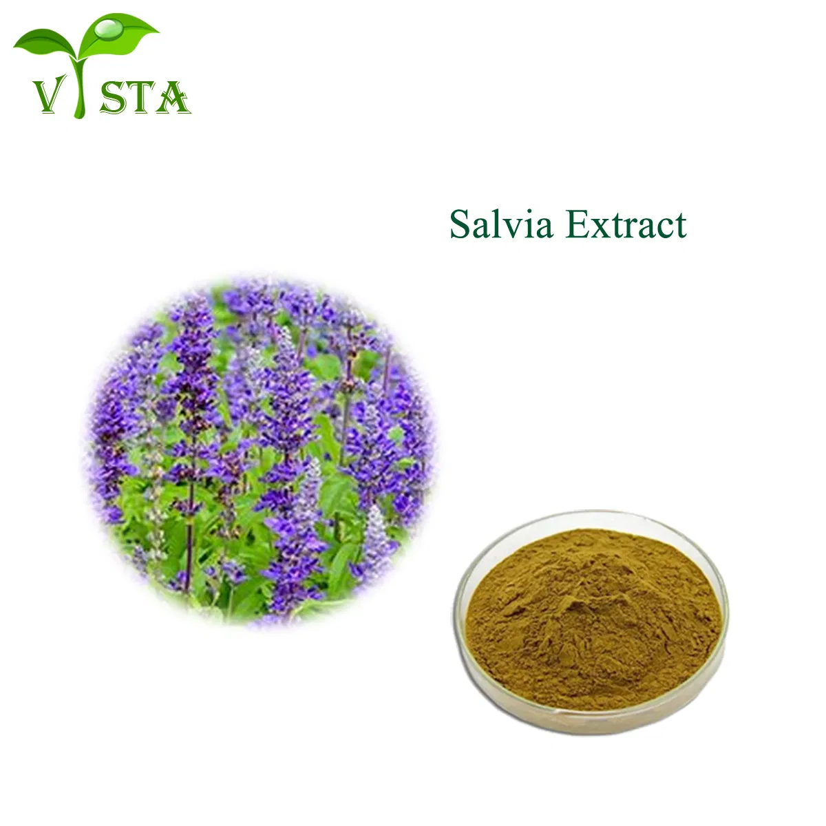 Extrato Herbal Orgânico Natural da Medicina Tradicional Chinesa Extrato de Salvia Officinalis Extrato de Sálvia Pó de Ácido Carnósico