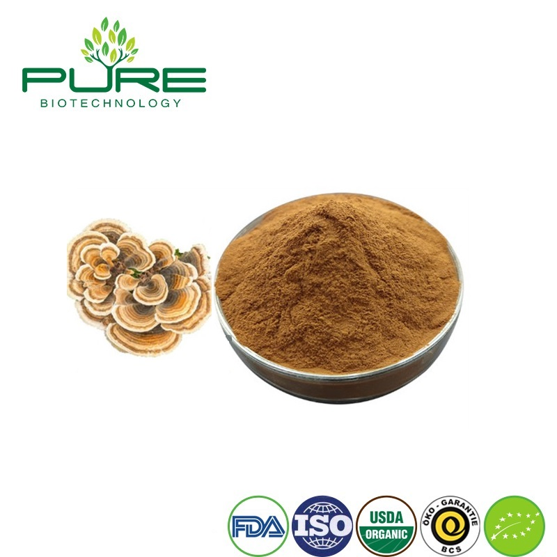 Extrato de Cogumelo Yunzhi Orgânico Premium para Benefícios de Saúde Aprimorados