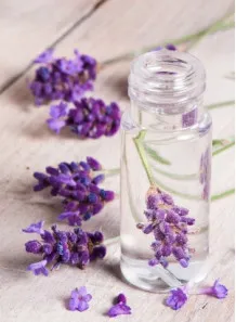 Introdução Lavanda