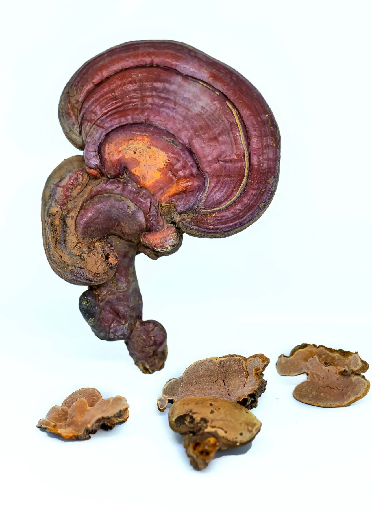Extrato de Cogumelo Reishi de Alta Potência Melhorando a Imunidade e o Suporte Antioxidante