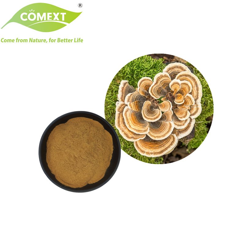 Comext ISO Halal Kosher Pó de Cogumelo Extrato de Cauda de Peru para Produto de Saúde