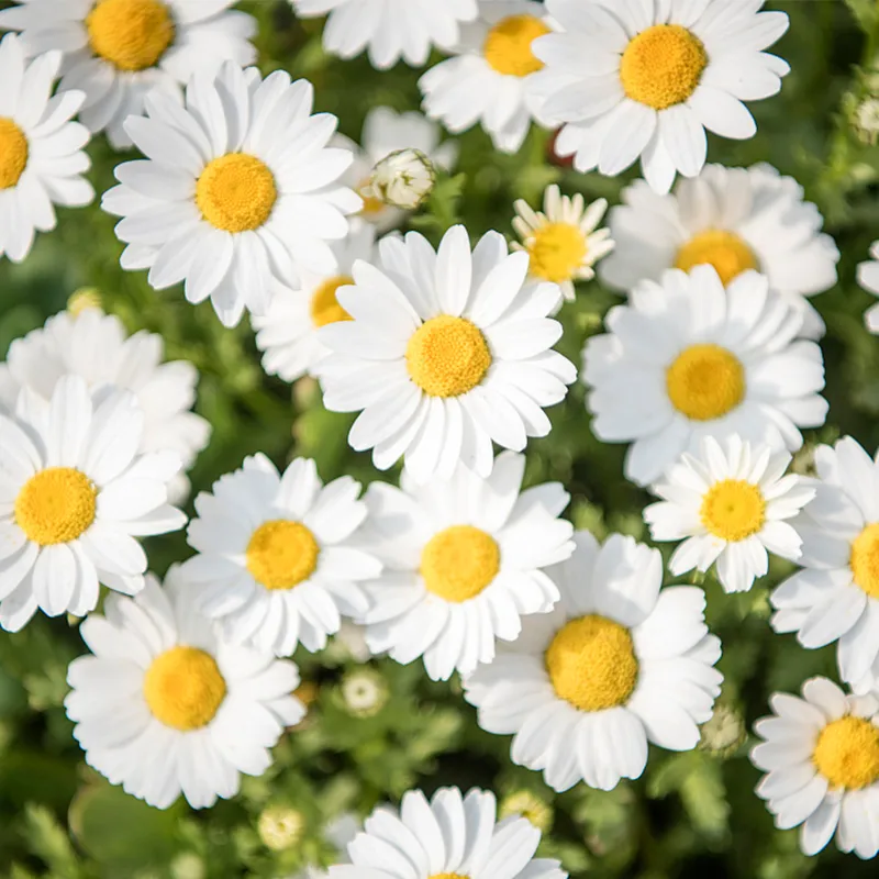 Hidrossol de Camomila 1