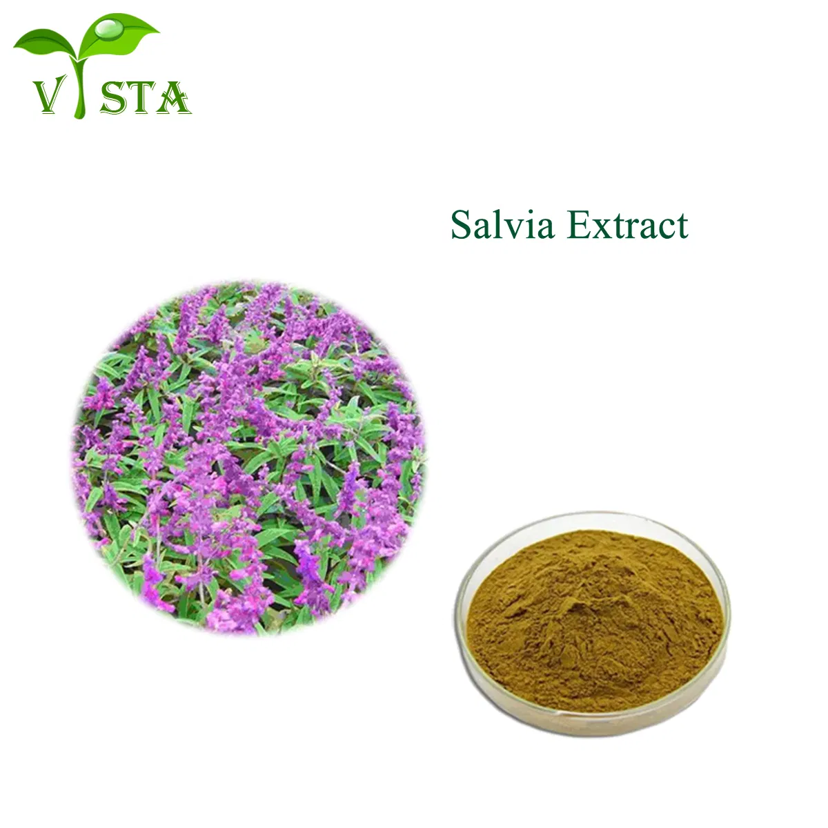 Extrato Herbal Orgânico Natural da Medicina Tradicional Chinesa Extrato de Salvia Officinalis Extrato de Sálvia Pó de Ácido Carnósico
