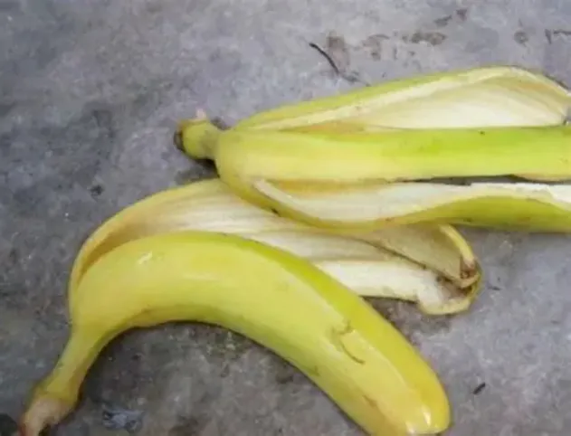 Fibra dietética