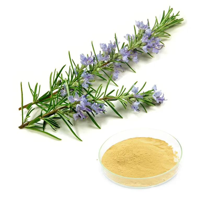 Benefícios do Extrato de Alecrim Folhas de Alecrim Sementes Oleorresina Extrato de Erva de Alecrim Conservantes HPLC para Cosméticos Ração para Cães Gatos