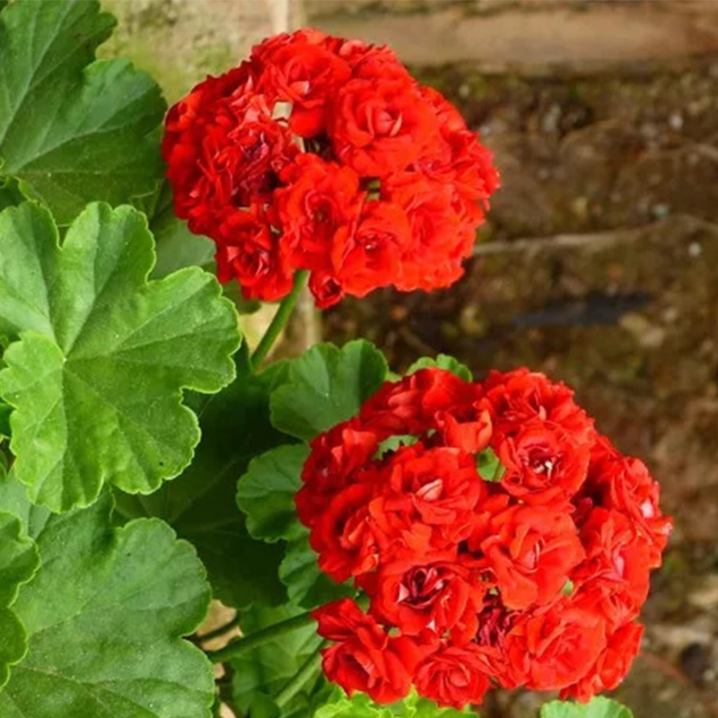 100% Hidrossol de Extrato de Planta Pura Água Floral Hidrossol de Gerânio