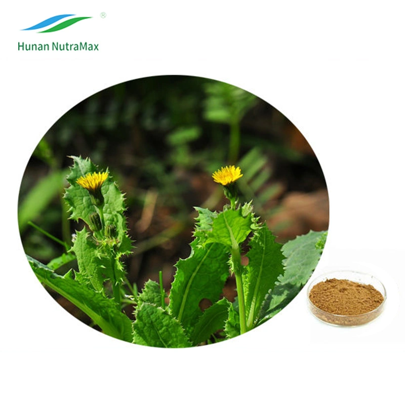 100% Extrato de Erva Natural Radix Dipsaci (Relação: 4: 1~20: 1)