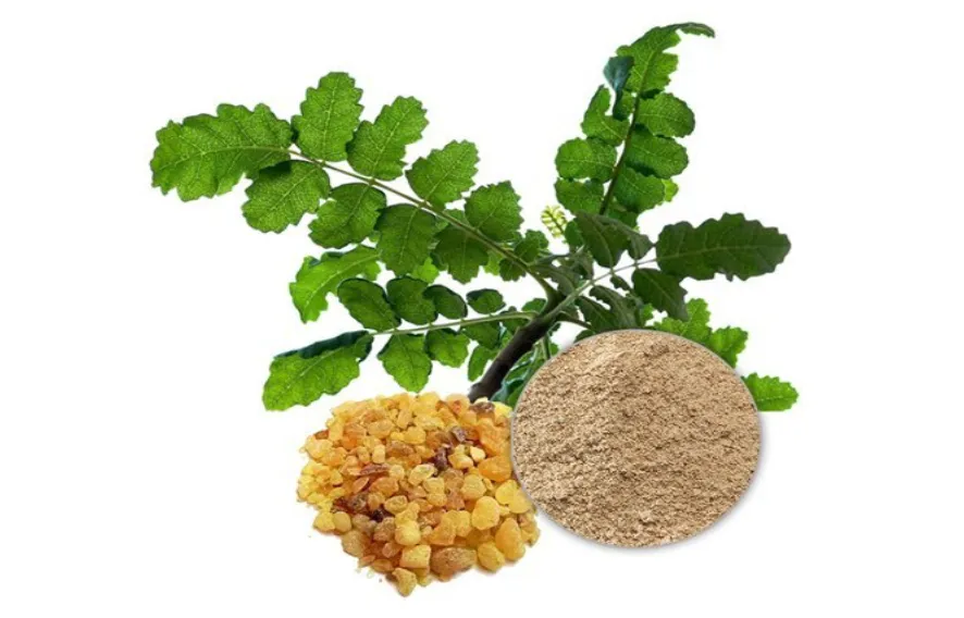 Boswellia Extrato 1