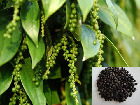 Especiarias Chinesas Certificadas Halal HACCP 1%-95%Piperine Extrato de Pimenta Preta