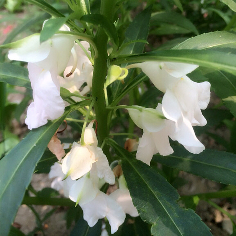 MSDS 100% Extrato de Planta Pura Hidrossol de Gengibre Branco a Preço Baixo