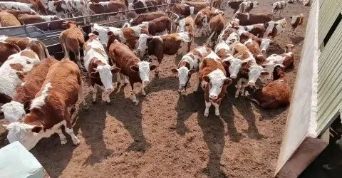 Pecuária