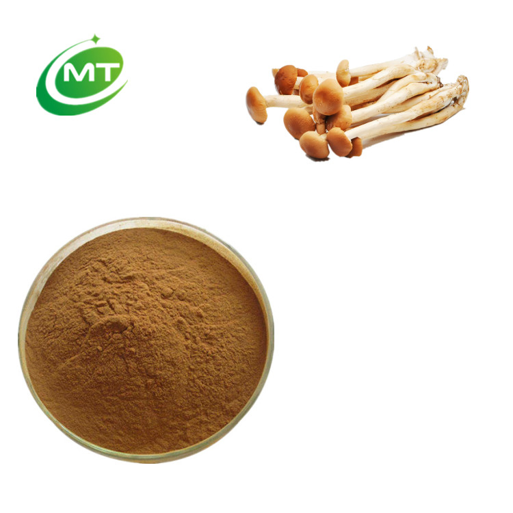 Fábrica de Suplementos Orgânicos Fornece Extrato de Cogumelo Agrocybe Chaxingu