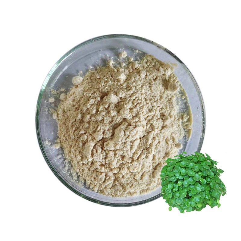 Extrato Herbal Natural 70% Total de Triterpenos Pó de Extrato de Gotu Kola