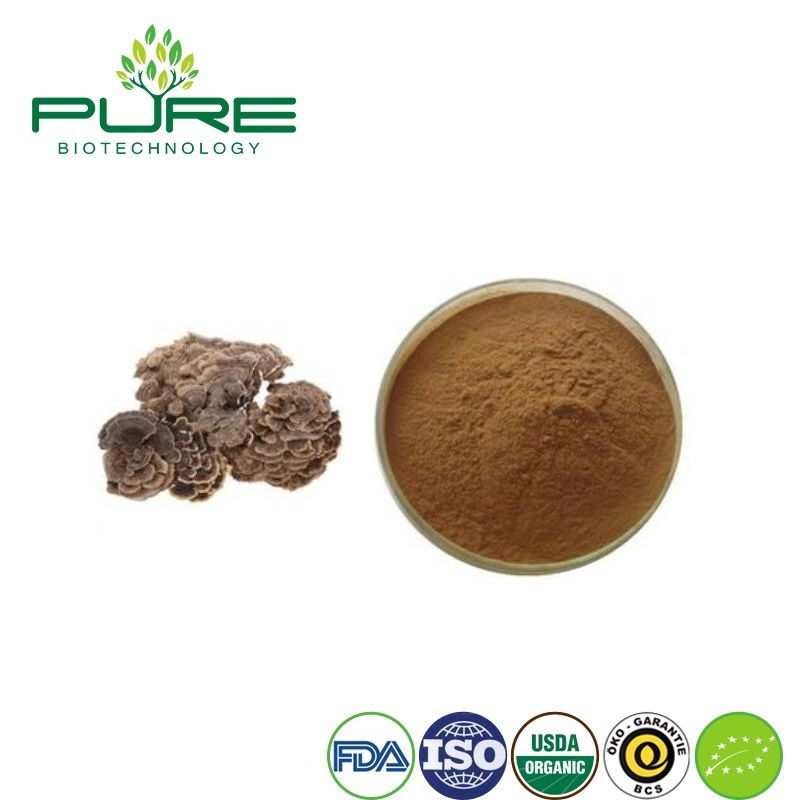 Extrato de Cogumelo Yunzhi Orgânico Premium para Benefícios de Saúde Aprimorados