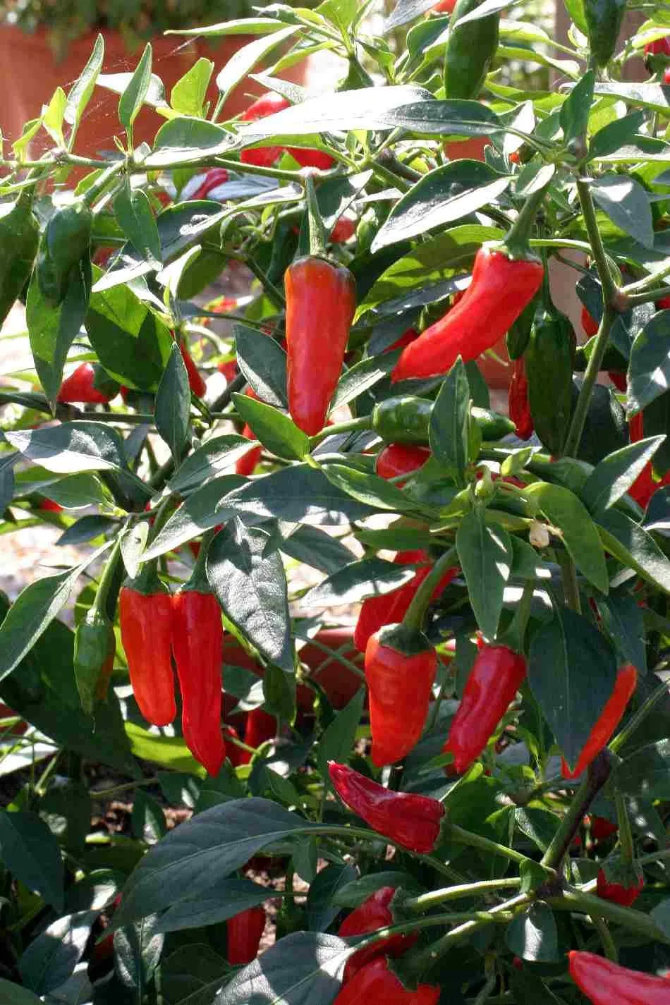 Natural 95% Capsaicina Capsaicinoides Pó Extrato de Pimenta Vermelha Extrato de Capsicum Extrato de Pimenta do Reino