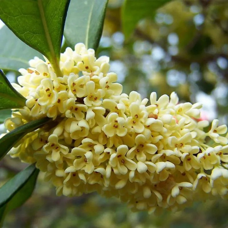 Extrato Natural de Planta em Grande Escala Água de Osmanthus Hidrossol para Cuidados Faciais Cuidados com a Pele