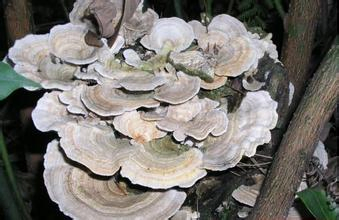 100% Coriolus Versicolor P. E. Polissacarídeo 50% Cogumelo Coriolus Extract 