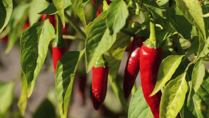 Natural 95% Capsaicina Capsaicinoides Pó Extrato de Pimenta Vermelha Extrato de Capsicum Extrato de Pimenta do Reino