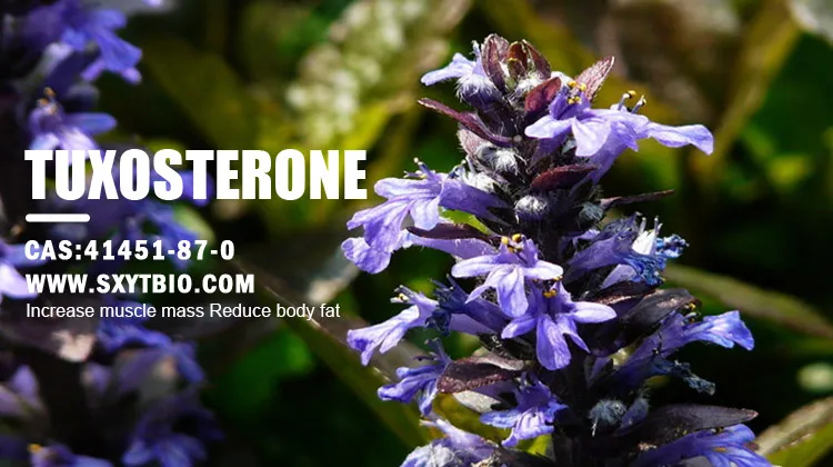 Extrato de Ajuga Turkestanica
