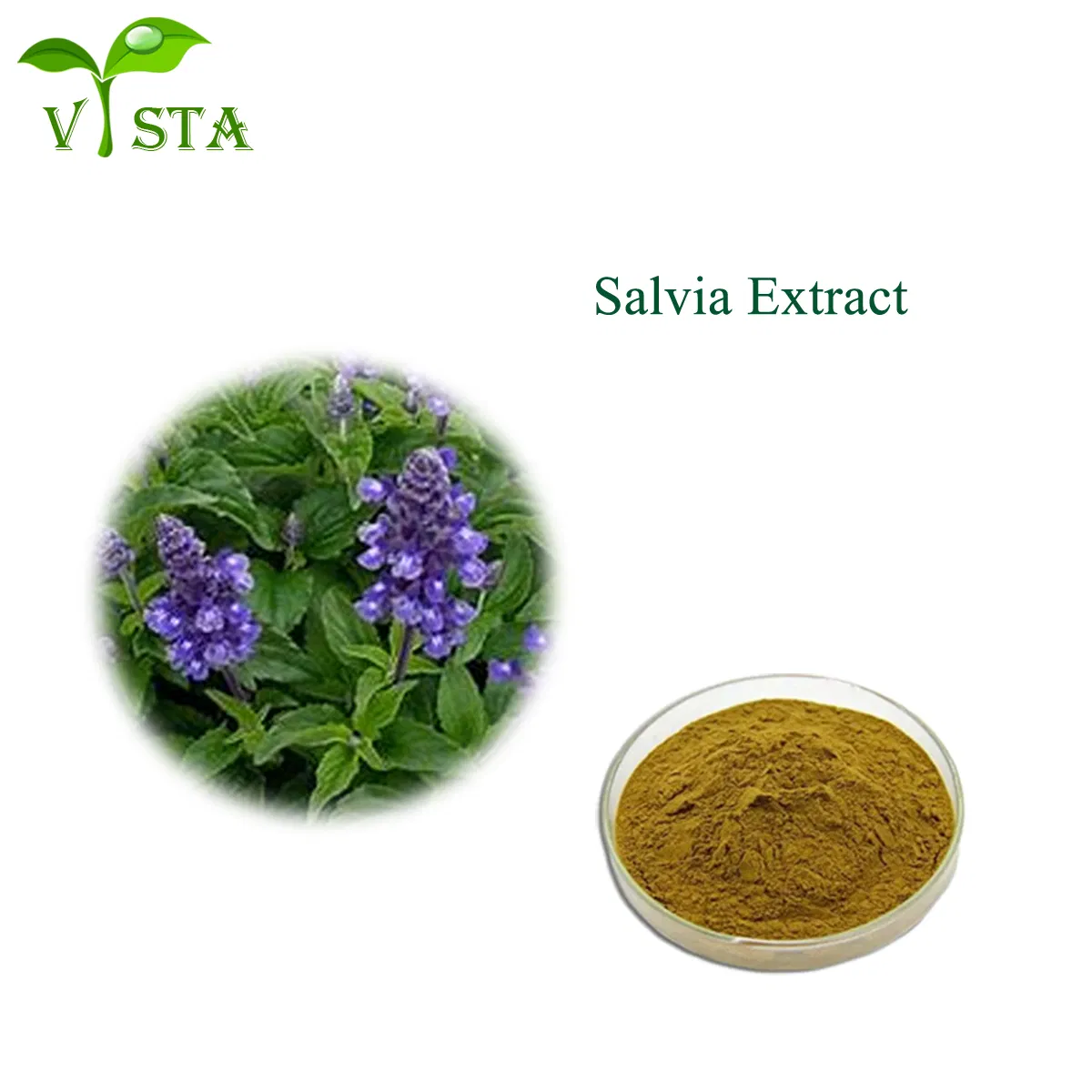 Extrato Herbal Orgânico Natural da Medicina Tradicional Chinesa Extrato de Salvia Officinalis Extrato de Sálvia Pó de Ácido Carnósico