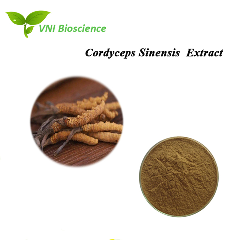 Extrato em Pó Orgânico de Cordyceps Sinensis com Polissacarídeos Naturais de Cogumelo HACCP Cordicepina