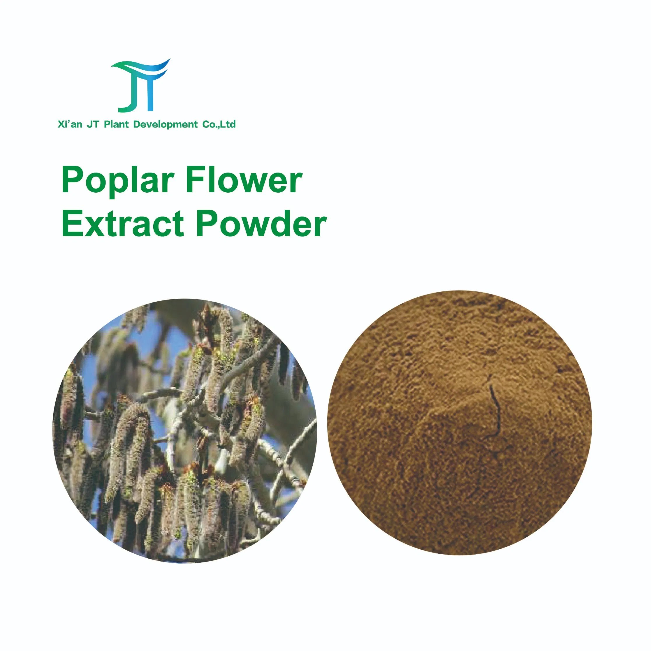 Pó de Extrato de Flor de Álamo Antibacteriano Auxiliar de Medicina Herbal Natural Pura Chinesa