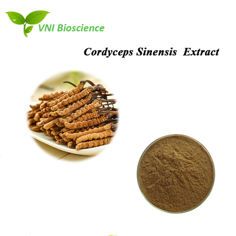 Extrato em Pó Orgânico de Cordyceps Sinensis com Polissacarídeos Naturais de Cogumelo HACCP Cordicepina