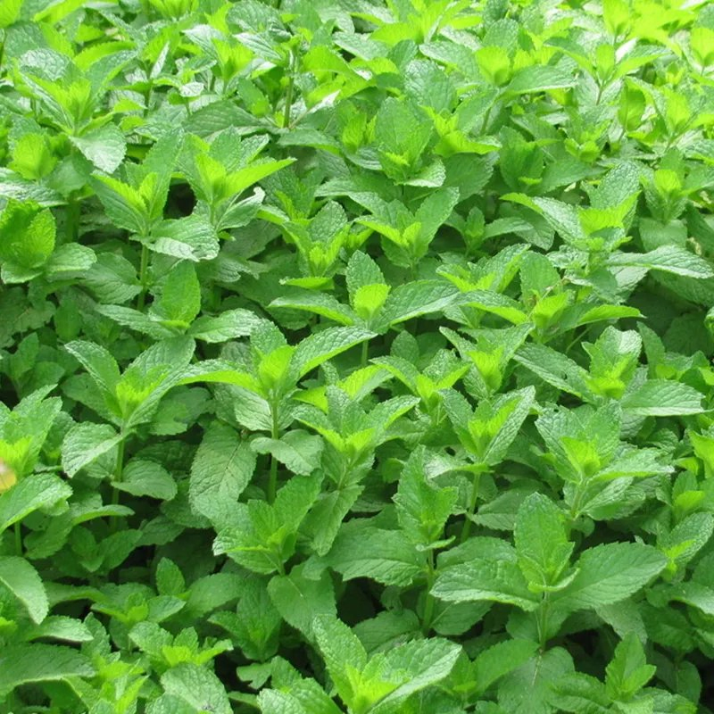 Água de Hortelã-Pimenta Orgânica Pura Extrato Natural de Planta Hidrossol de Hortelã-Pimenta para Cuidados com a Pele