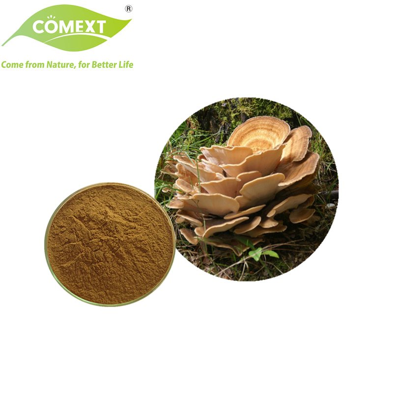 Comext ISO Halal Kosher Pó de Cogumelo Extrato de Cauda de Peru para Produto de Saúde