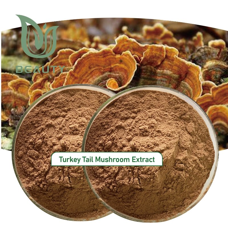 Extrato em Pó de Cogumelo Turkey Tail Orgânico 30% Polissacarídeos - Suporte Imunológico Certificado GMP a Granel