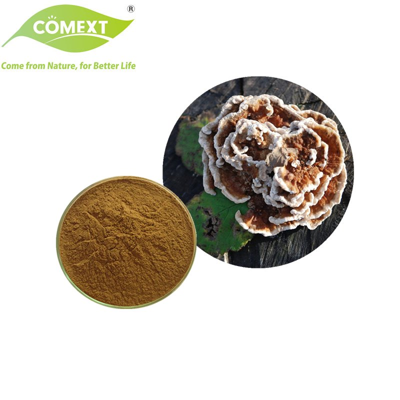 Comext ISO Halal Kosher Pó de Cogumelo Extrato de Cauda de Peru para Produto de Saúde