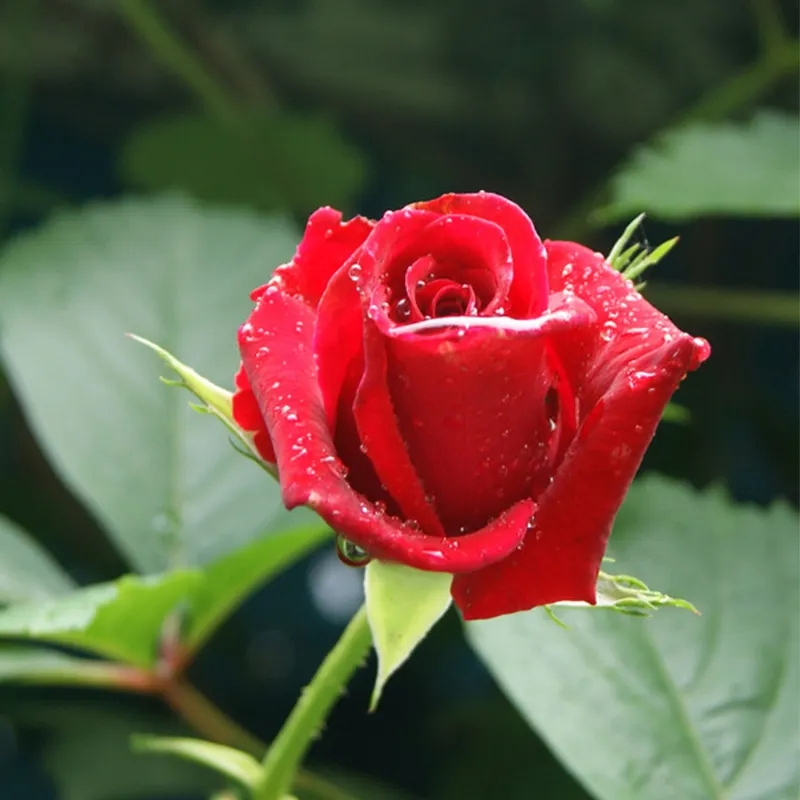 Fornecimento de Fábrica Pura Natural Cuidados com a Pele Hidrossol Rosa Hidrossol Água Floral de Rosa