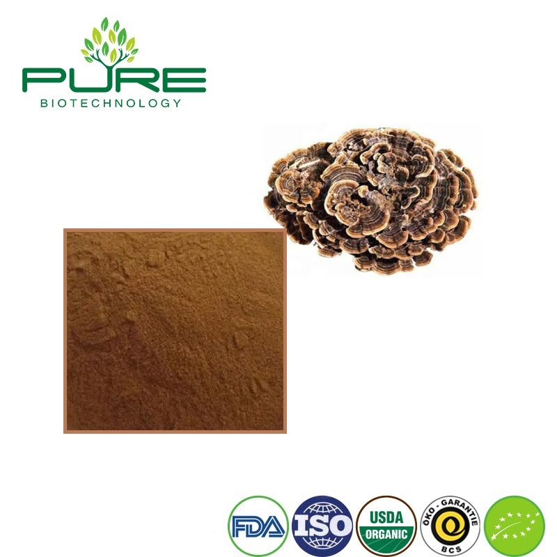 Extrato de Cogumelo Yunzhi Orgânico Premium para Benefícios de Saúde Aprimorados